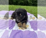 Small #1 Australian Shepherd