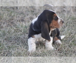 Small #3 Basset Hound