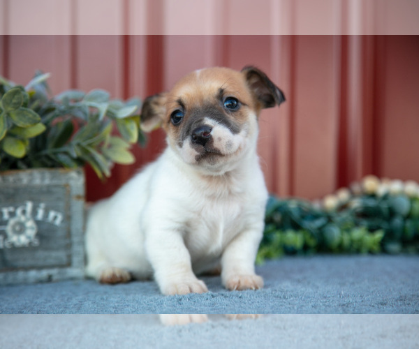 Medium Photo #17 Jack Russell Terrier Puppy For Sale in ETNA GREEN, IN, USA