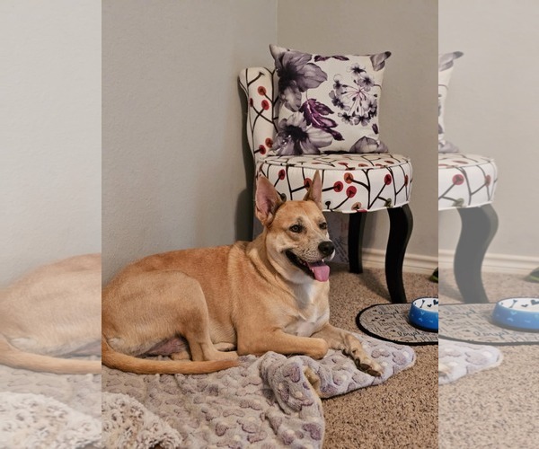 Medium Photo #7 Akita-Unknown Mix Puppy For Sale in McKinney, TX, USA