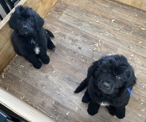 Newfoundland Puppy for sale in WILMINGTON, NC, USA
