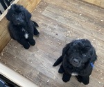 Small Photo #1 Newfoundland Puppy For Sale in WILMINGTON, NC, USA