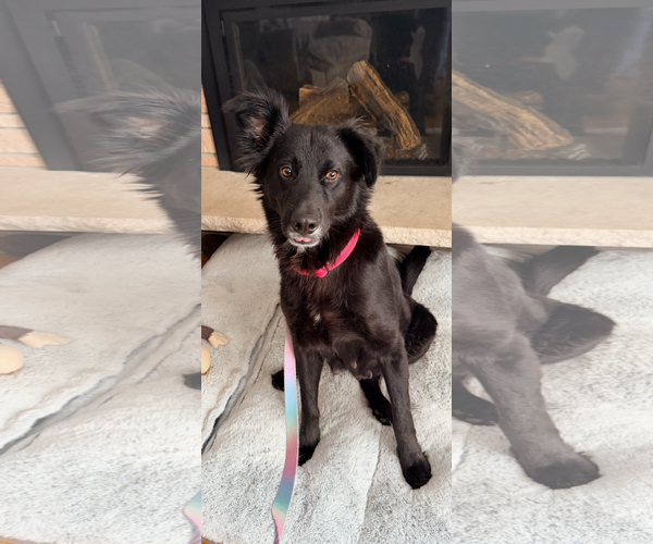 Medium Photo #3 Mutt Puppy For Sale in St. Louis Park, MN, USA