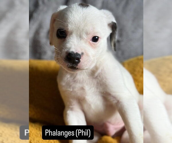 Medium Photo #2 Mutt Puppy For Sale in Duluth, MN, USA