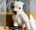 Small #1 Mutt