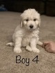 Small #91 Goldendoodle