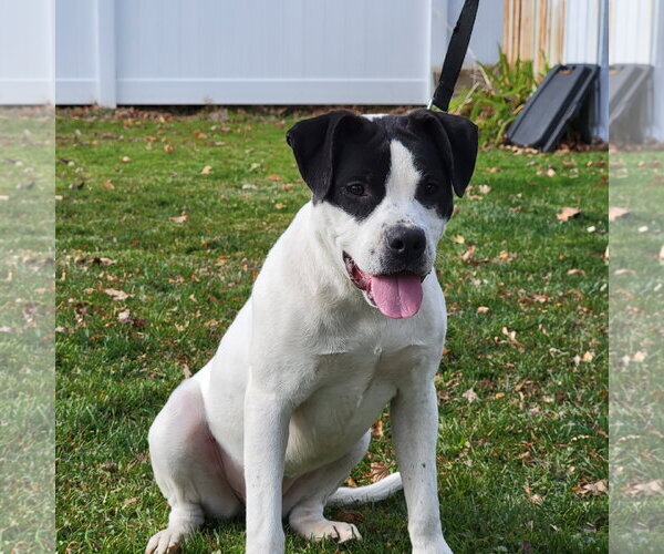 Medium Photo #4 Mutt Puppy For Sale in Marine City, MI, USA
