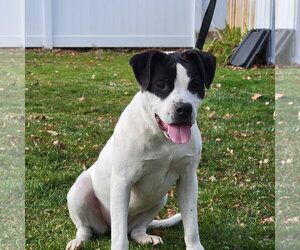 Connie Cora - Female Mutt Dog for Adoption - Photo #4