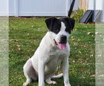 Small #3 Mutt