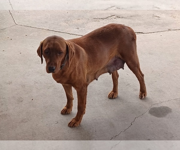 Medium Photo #1 Labrador Retriever Puppy For Sale in MC GAHEYSVILLE, VA, USA