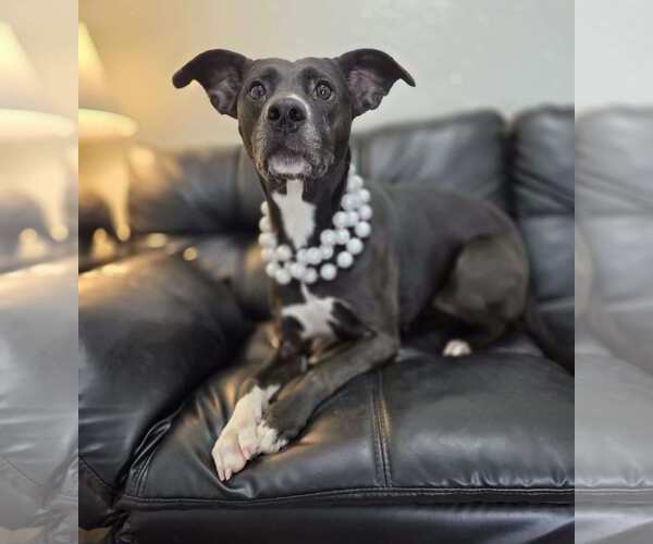 Medium Photo #3 Mutt Puppy For Sale in Anniston, AL, USA