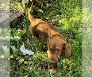 Dachshund Puppy for sale in LOVELY, KY, USA
