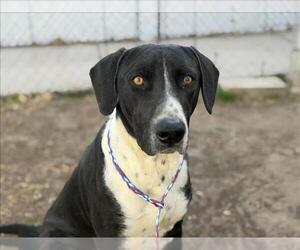 Mutt Dogs for adoption in Tulsa, OK, USA