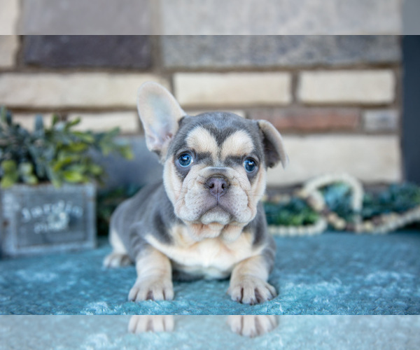 Medium Photo #1 French Bulldog Puppy For Sale in SUGARCREEK, OH, USA