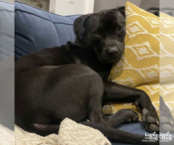 Medium Photo #26 Labrador Retriever Puppy For Sale in Washington, DC, USA