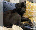 Small #25 Labrador Retriever