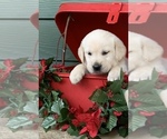 Small Photo #4 Labrador Retriever Puppy For Sale in GLENDALE, CA, USA