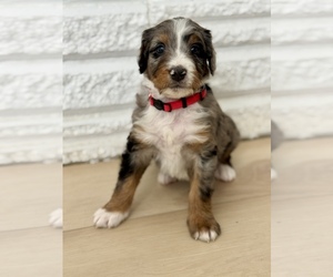 Bernedoodle Puppy for Sale in MIDLAND, Michigan USA