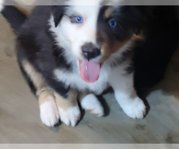 Medium Photo #3 Australian Shepherd Puppy For Sale in SALEM, OR, USA