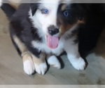 Small #2 Australian Shepherd