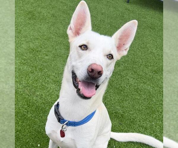 Medium Photo #1 Mutt Puppy For Sale in San Diego, CA, USA