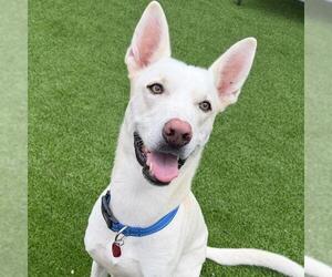 Mutt Dogs for adoption in San Diego, CA, USA