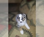 Small #8 Miniature Australian Shepherd