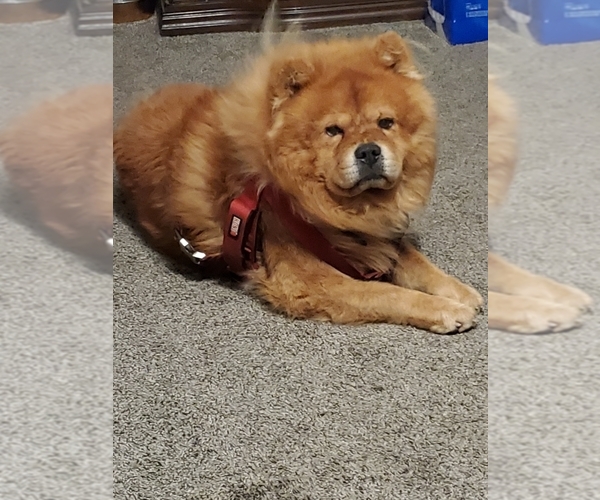 Medium Photo #1 Chow Chow Puppy For Sale in GROVE CITY, OH, USA