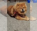 Small Photo #1 Chow Chow Puppy For Sale in GROVE CITY, OH, USA