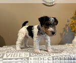 Small #15 Wire Fox Terrier