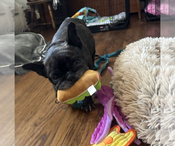 Medium Photo #11 French Bulldog Puppy For Sale in San Jose, CA, USA
