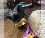 Small #10 French Bulldog
