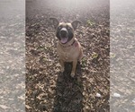 Small #3 Labrador Retriever Mix