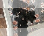 Small Photo #1 Rottweiler Puppy For Sale in WARREN, OH, USA