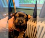 Small Photo #4 Yorkshire Terrier Puppy For Sale in DARLINGTON, MD, USA