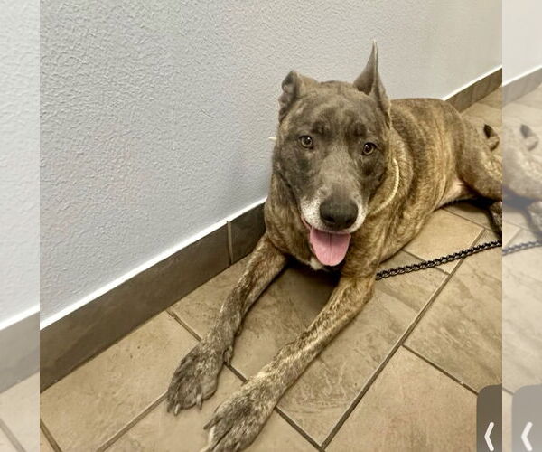 Medium Photo #22 Catahoula Leopard Dog-Labrador Retriever Mix Puppy For Sale in Houston, TX, USA