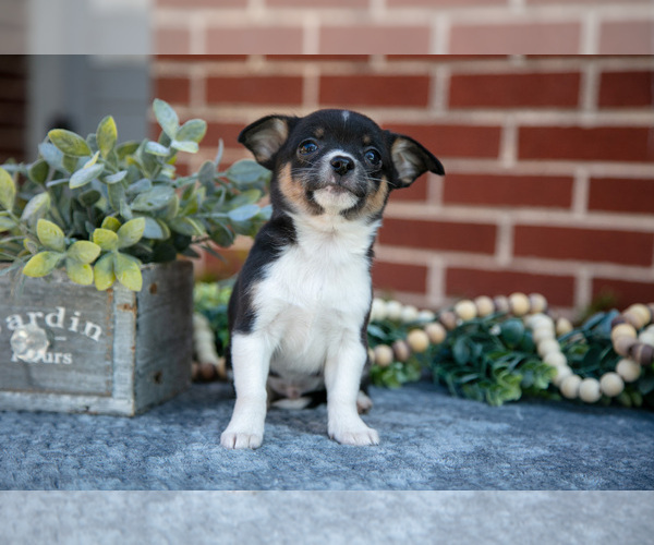 Medium Photo #9 Chihuahua Puppy For Sale in NEW HOLLAND, PA, USA