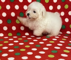 Maltese Puppy for sale in GUNTERSVILLE, AL, USA