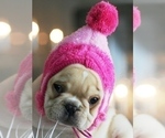 Small #4 French Bulldog