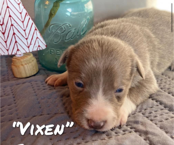 Medium Photo #1 Border Collie Puppy For Sale in ESSEX, IA, USA