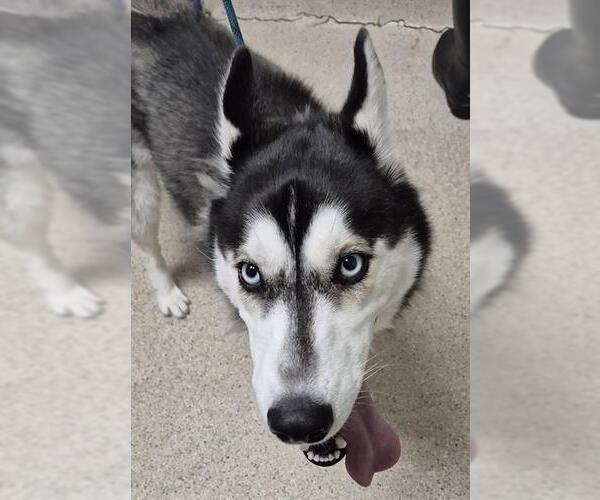 Medium Photo #1 Siberian Husky Puppy For Sale in Bakersfield, CA, USA