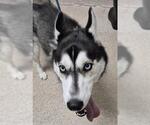 Small Siberian Husky