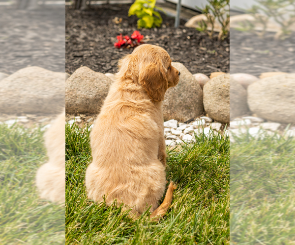 Medium Photo #6 Golden Cavadoodle Puppy For Sale in MILLERSBURG, IN, USA