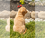 Small Photo #30 Golden Cavadoodle Puppy For Sale in MILLERSBURG, IN, USA