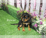 Small #20 Cavalier King Charles Spaniel