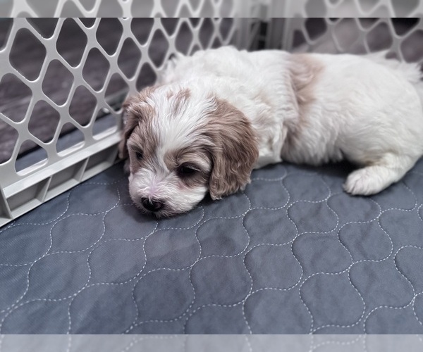 Medium Photo #18 Poodle (Miniature)-Unknown Mix Puppy For Sale in CEDARTOWN, GA, USA