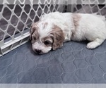 Small Photo #18 Poodle (Miniature)-Unknown Mix Puppy For Sale in CEDARTOWN, GA, USA