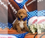 Small Photo #1 Miniature Labradoodle Puppy For Sale in KINZERS, PA, USA