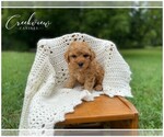 Small Photo #4 Poodle (Toy) Puppy For Sale in NIANGUA, MO, USA
