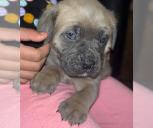Cane Corso Puppy for sale in MODESTO, CA, USA